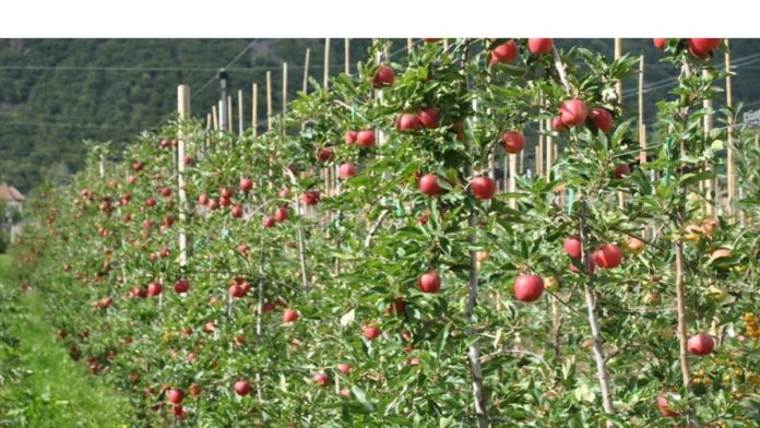 Jammu and Kashmir apples