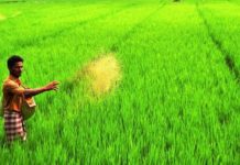 Early procurement of rice in rmng states