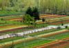 Kashmir’s Famous Tulip Garden to Open on March 16: Floriculture Dept