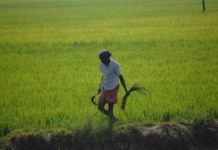 3.65L MT paddy procured in Pb, UP, Hry