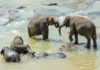 Odisha: Virtual graveyard for elephants