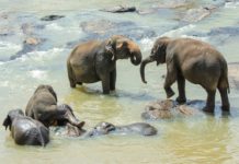 Odisha: Virtual graveyard for elephants