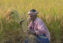 Early procurement of rice in Pb, Hry