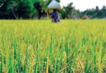 Kharif procurement on MSP continues