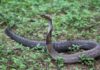 Two minor sisters die of suspected snakebite in J&K’s Rajouri