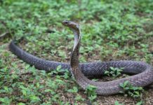 Two minor sisters die of suspected snakebite in J&K’s Rajouri