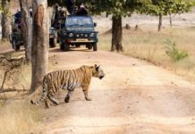 Dudhwa Tiger Reserve to reopen on Nov 1