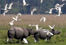 Assam’s Kaziranga national park reopens