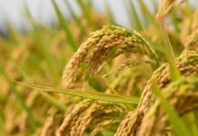Paddy procurement shows increase