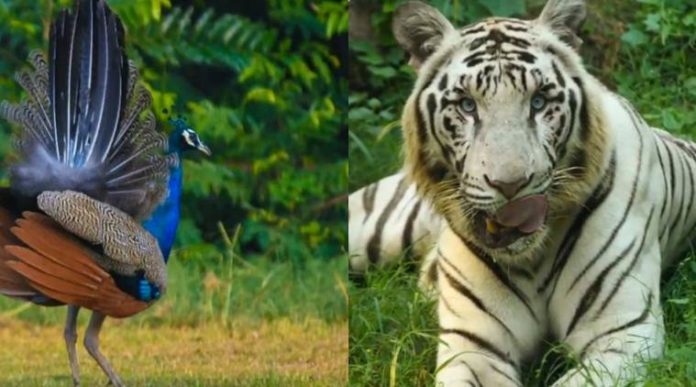 Two new zoos one each in Bihar and UP granted recognition by Centre