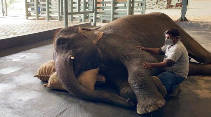 Force-fed alcohol, abused, elephant rescued by Wildlife SOS, Jharkhand forest dept