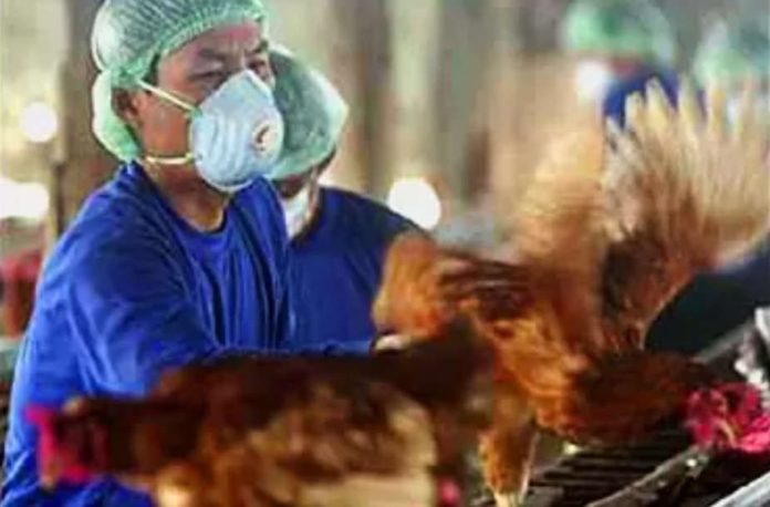 Bird Flu Russia