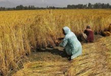 Over 81% wheat area harvested: Govt Harvest