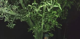 Encounter between security forces and terrorists in Ganderbal in Kashmir