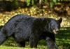 Wild Bear Kills 68-Year-Old Man in J&K Rajouri’s Upper Reaches