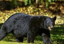 Wild Bear Kills 68-Year-Old Man in J&K Rajouri’s Upper Reaches