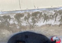 Injured during Kishtwar encounter, dog Tyson is recovering well