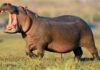 Jambu Zoo Welcomes Pair of Hippos from Chennai Zoo