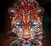 Leopard Injures Three in North Kashmir’s Sopore