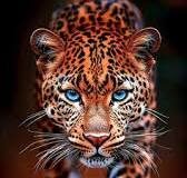 Leopard Injures Three in North Kashmir’s Sopore