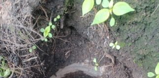 Security Forces Unearth Hidden Barrel with Arms in Brinal Forest Area of Kulgam