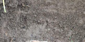 Old Grenade Found in Sopore Orchard, Bomb Squad Deployed