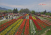Tulip Garden Attracts 1.78 Lakh Visitors in 15 Days; Final Count Likely Higher