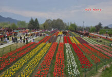 Tulip Garden Attracts 1.78 Lakh Visitors in 15 Days; Final Count Likely Higher