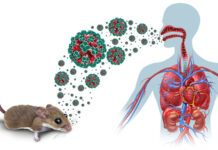 Colorado Man Dies From Hantavirus: How This Rare Rodent-Borne Virus Attacks the Human Body Colorado Man Dies From Hantavirus: How This Rare Rodent-Borne Virus Attacks the Human Body