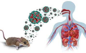 Colorado Man Dies From Hantavirus: How This Rare Rodent-Borne Virus Attacks the Human Body Colorado Man Dies From Hantavirus: How This Rare Rodent-Borne Virus Attacks the Human Body