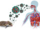 Colorado Man Dies From Hantavirus: How This Rare Rodent-Borne Virus Attacks the Human Body Colorado Man Dies From Hantavirus: How This Rare Rodent-Borne Virus Attacks the Human Body
