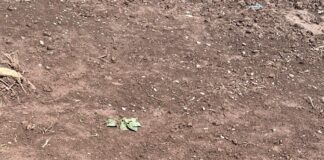 Indian Army Marks World Environment Day with Awareness Drives in Kupwara, Uri