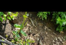 Live Shell Safely Defused in Uri Area of North Kashmir