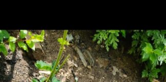 Live Shell Safely Defused in Uri Area of North Kashmir