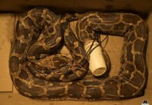 Rescued: Python entangled in plastic waste, Wolf Snake trapped in washing machine
