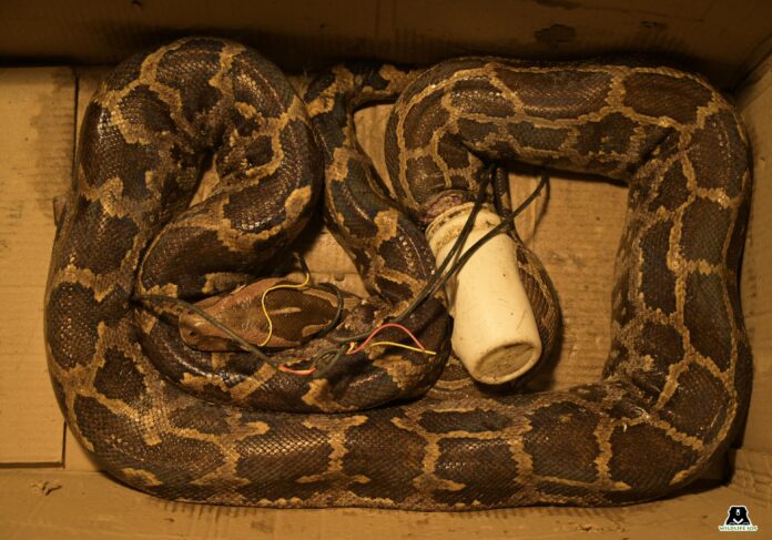 An eight-foot Indian rock python found critically entangled in discarded telephone wire and a plastic bottle
