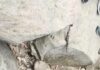 Grenade Found in Khour Village, Safely Destroyed by Army Bomb Disposal Squad