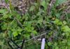 Suspicious Drone Recovered from Agricultural Field in J&K’s Samba; Probe Underway