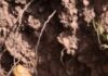 Two Rusted Mortar Shells Found, Safely Destroyed in J&K’s Poonch