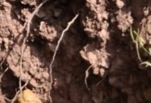 Two Rusted Mortar Shells Found, Safely Destroyed in J&K’s Poonch