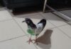 Pigeon with purported Pakistani mobile number on leg ring found in J&K’s Kathua