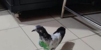 Pigeon with purported Pakistani mobile number on leg ring found in J&K’s Kathua