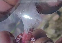 Suspicious Pigeon Found in J&K’s Samba
