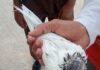 Pakistani pigeon found in RS Pura sector Jammu