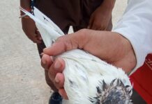 Pakistani pigeon found in RS Pura sector Jammu