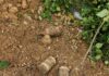 Three Mortar Shells Found During Excavation In J&K’s Samba, Defused