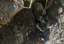 Rusted Rounds Recovered During Drainage Clearance Work in J&K’s Sopore