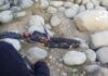 Top LeT Commander Killed In J&K’s Budgam Operation was Pakistani national Musa