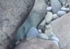 Two Rusted Grenades Recovered From Forest Area In J&K’s Gurez