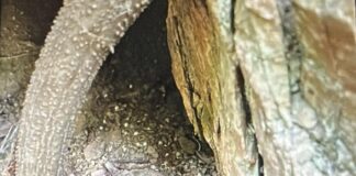 Old, rusted grenade recovered, destroyed safely in J&K’s Rajouri